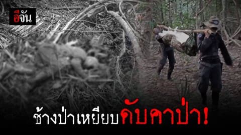 ชายวัย 47 ปี ขึ้นเขาหาของป่า ถูกช้างป่าเหยียบดับคาที่