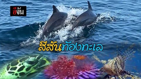 สีสันท้องทะเล @สิมิลัน