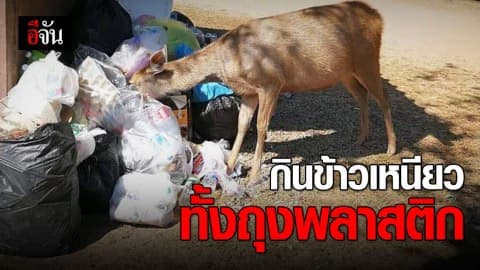 กวางคุ้ยกองขยะในเขตอุทยาน กลืนข้าวเหนียวไปทั้งห่อพลาสติก