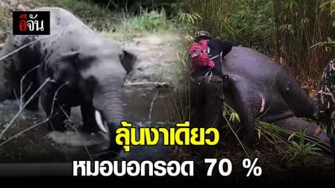 ลุ้นงาเดียว หมอบอกรอด 70 %