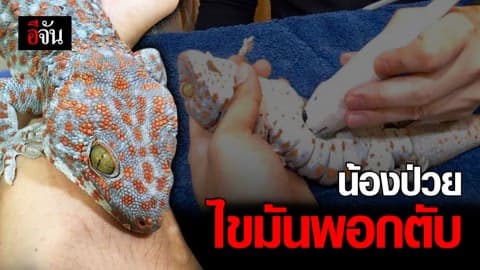 หางบวมเพราะงอกใหม่ เเต่อาการซึมเกิดจากภาวะไขมันพอกตับ