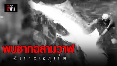 สลด! พบซากฉลามวาฬลอยเสียชีวิต ที่เกาะเฮ ภูเก็ต