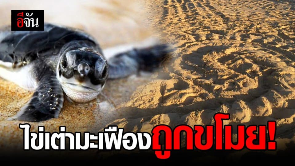 นักวิทยาศาสตร์ทางทะเล โพสต์เดือด หลังไข่เต่ามะเฟืองถูกขโมยหมดรัง!
