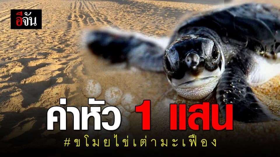 ตั้งเงินรางวัลนำจับ 1 แสน ล่ามือขโมยไข่เต่ามะเฟือง