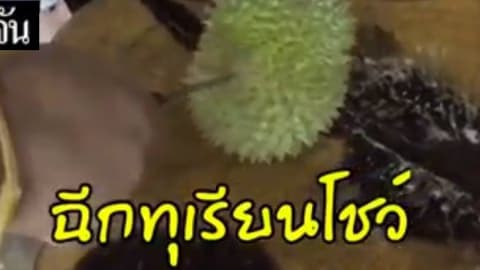 ฉีกทุเรียนโชว์