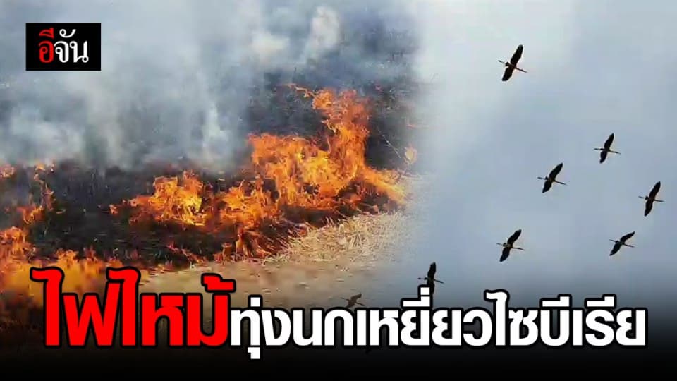 ไฟไหม้ทุ่งนกเหยี่ยวไซบีเรีย มากกว่าพันไร่