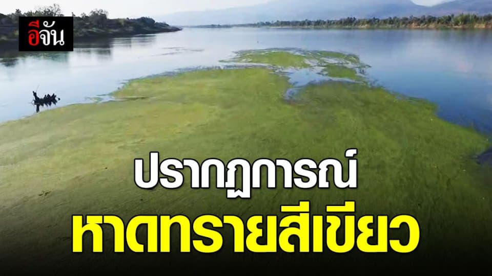 แม่น้ำโขงลด ปรากฏการณ์หาดทรายสีเขียวโผล่