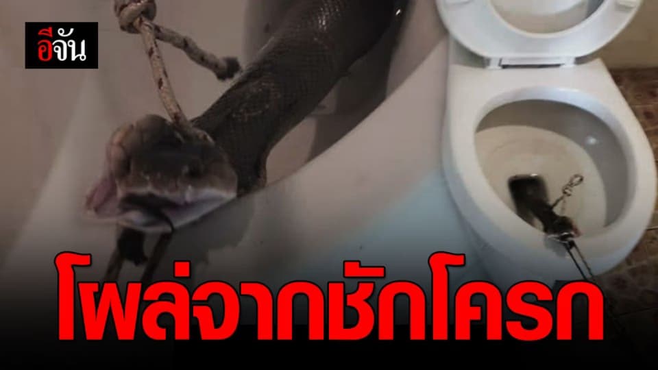 ผงะ ! เจองูเห่าโผล่ในชักโครก โชคดีเจ้าของโพสต์ยังไม่ทันนั่ง…