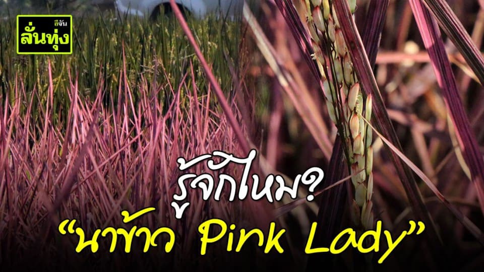 โซเชียลตื่นตา “นาข้าวสีชมพู”
