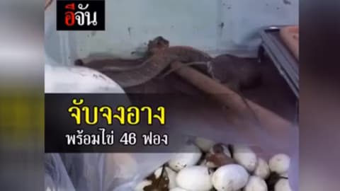 ตะลึง!!! เจองูจงอางฟักไข่ 46 ฟอง