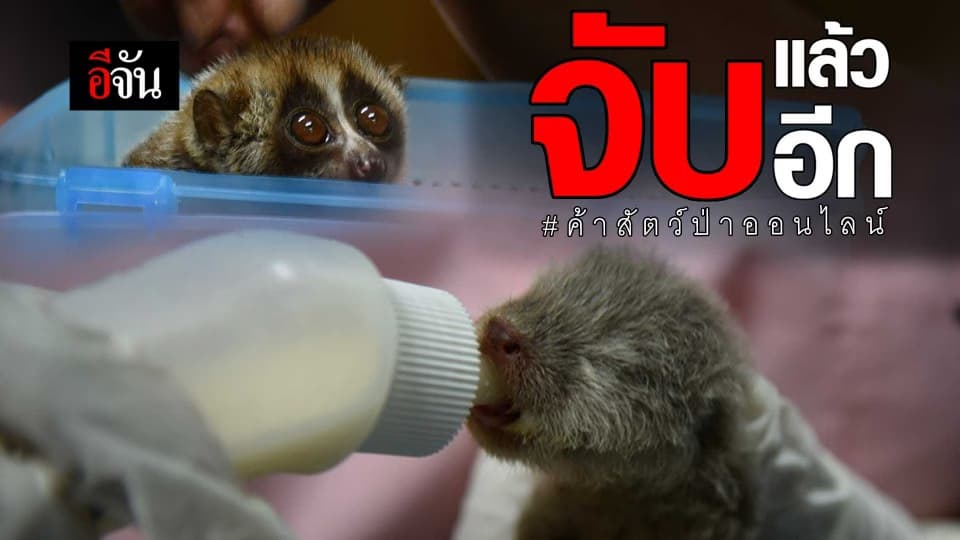 #จับแล้วจับอีก #แก๊งค้าสัตว์ป่าคุ้มครอง