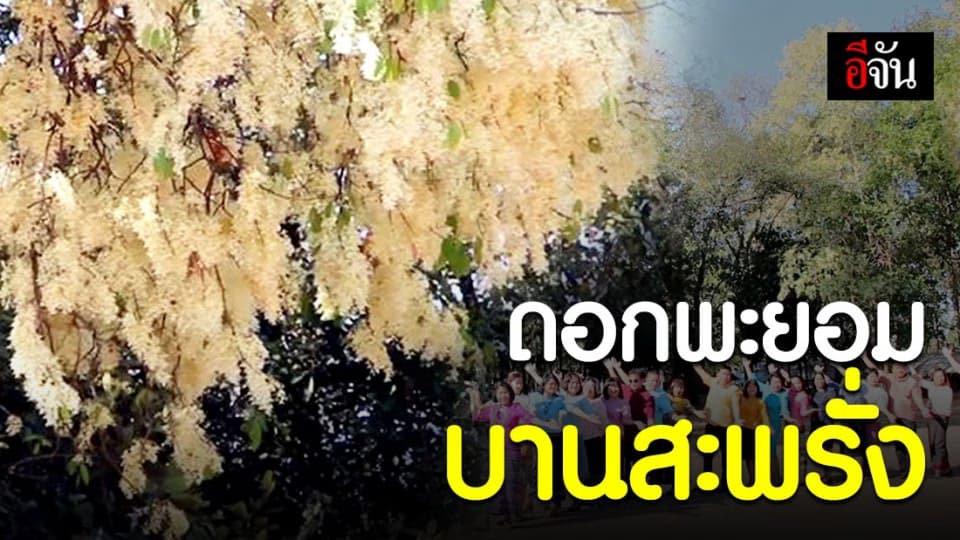 ขาวราวหิมะ ดอกพะยอมบานสะพรั่ง ณ รร.ขอนแก่นวิทยายน 2