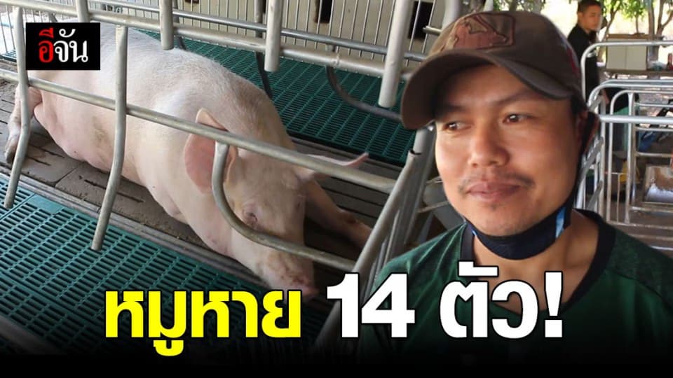 เจ็บใจ! เจ้าของฟาร์มแจ้งความ หลังถูกขโมยลูกหมู 14 ตัว