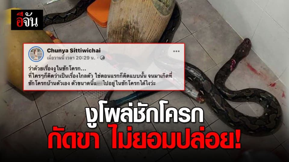 งูโผล่จากชักโครก กัดขาฝังเขี้ยว สะบัดไม่ยอมหลุด !