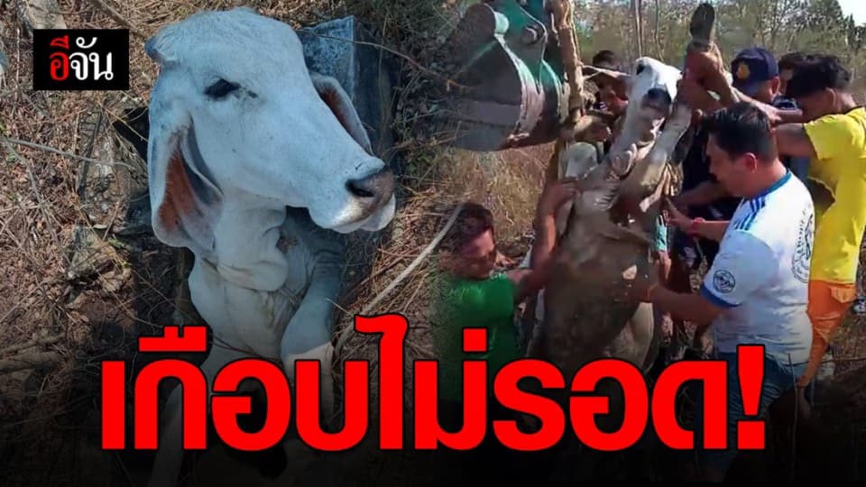 ลุ้นระทึกช่วยลูกวัวตกท่อระบายน้ำ