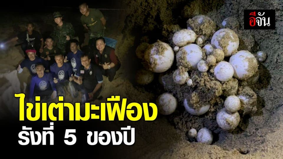 พบอีกรัง ไข่เต่ามะเฟืองหาดบ่อดาน