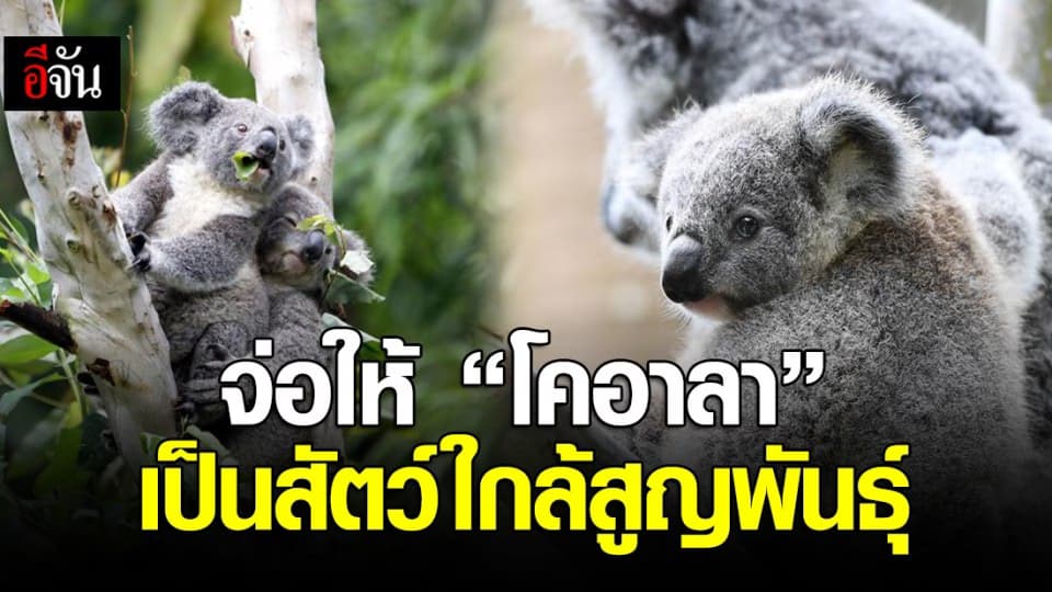 ออสเตรเลียจ่อขึ้นทะเบียน ‘โคอาลา’ เป็นสัตว์ใกล้สูญพันธุ์