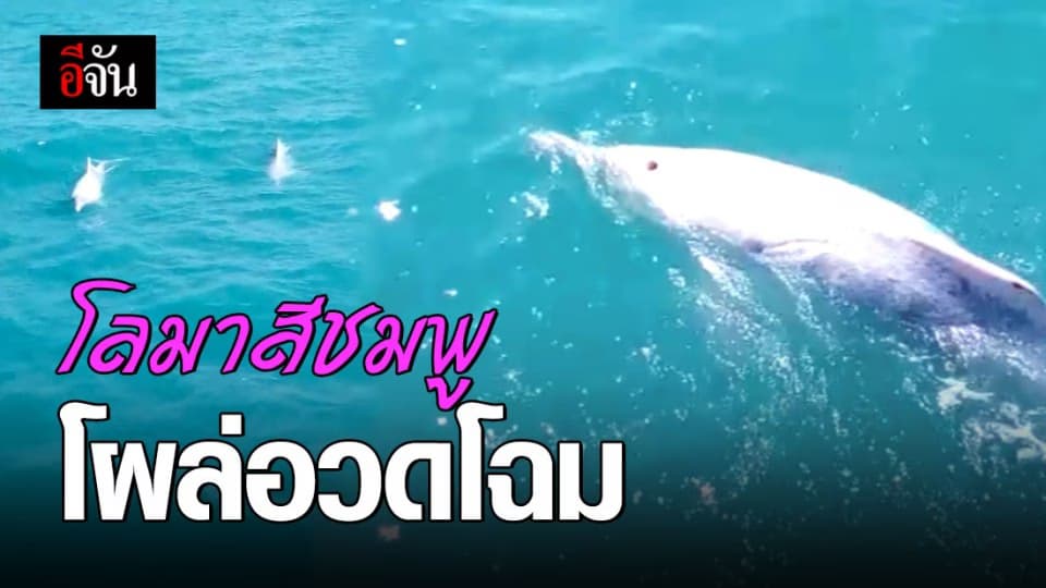ฝูงโลมา โผล่อวดโฉม กลางทะเลอ่าวไทย
