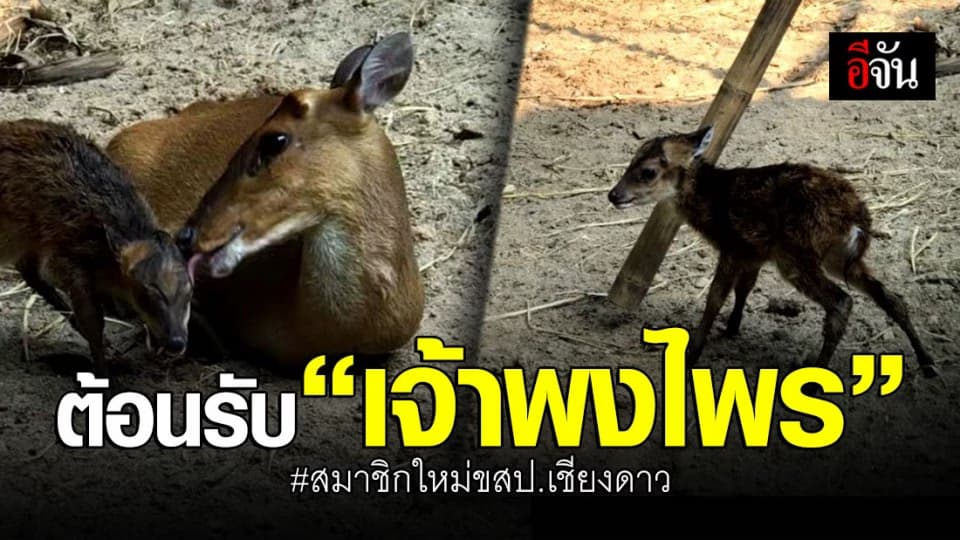 แม่เก้งของกลางให้กำเนิดลูกเก้งเพศผู้ ตัวที่ 2 “เจ้าพงไพร”