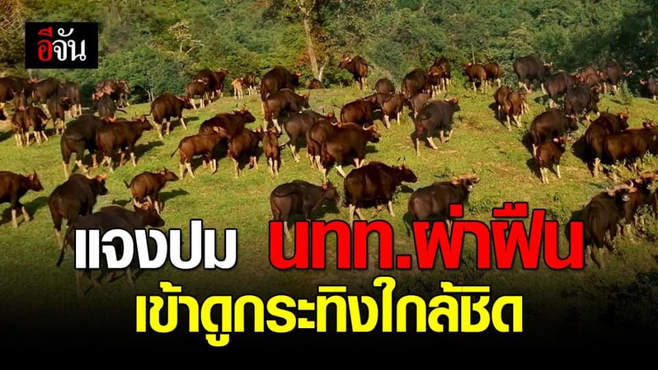 กรมอุทยานฯ แจงปม ข้อพิพาทประชาชน หลัง นทท.ขับรถเข้าเขตหวงห้าม ดูกระทิงเขาแผงม้าอย่างใกล้ชิด