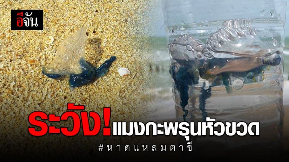 ปชช.ระวังแมงกะพรุนหัวขวด หาดแหลมตาชี