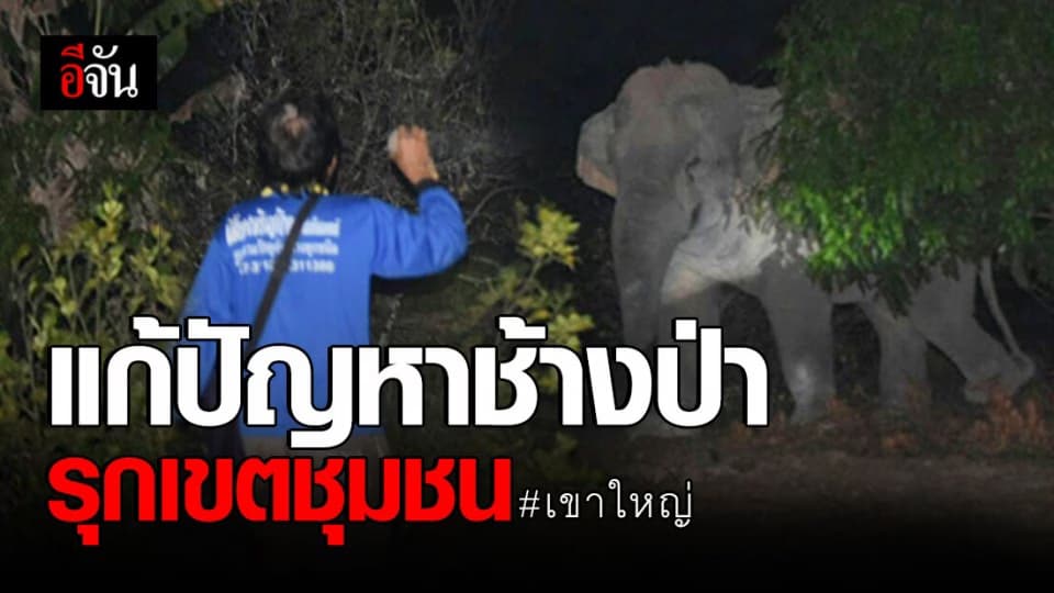 เผยสถิติช้างป่าออกนอกเขตอุทยานฯ เขาใหญ่