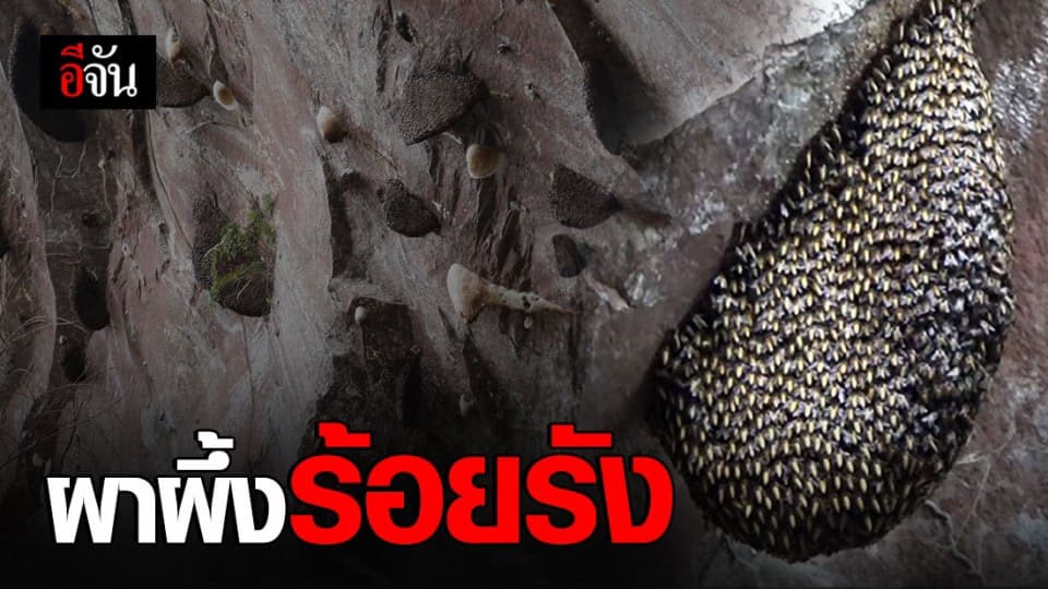 ผึ้งหลวงนับล้านตัวเริ่มบินเข้ามาทำรังบริเวณบนผา น้ำตกชาติตระการ