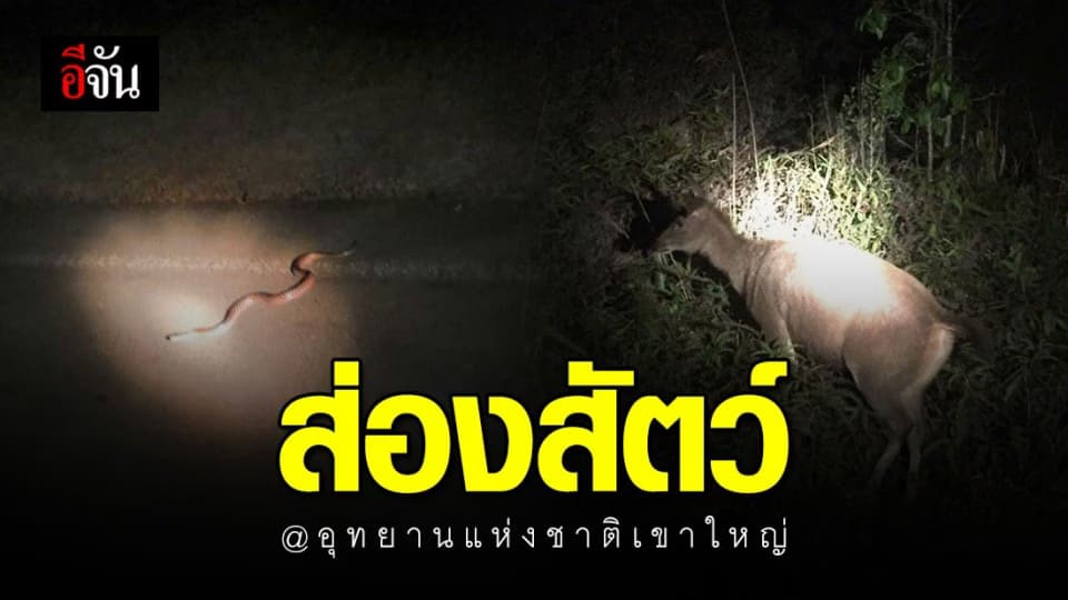 การท่องเที่ยวเชิงอนุรักษ์ ส่องสัตว์ @เขาใหญ่