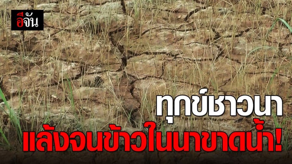 ชาวนาพิจิตรประสบปัญหาภัยแล้ง ข้าวในนาขาดน้ำ ต้องทิ้งยืนต้นตาย