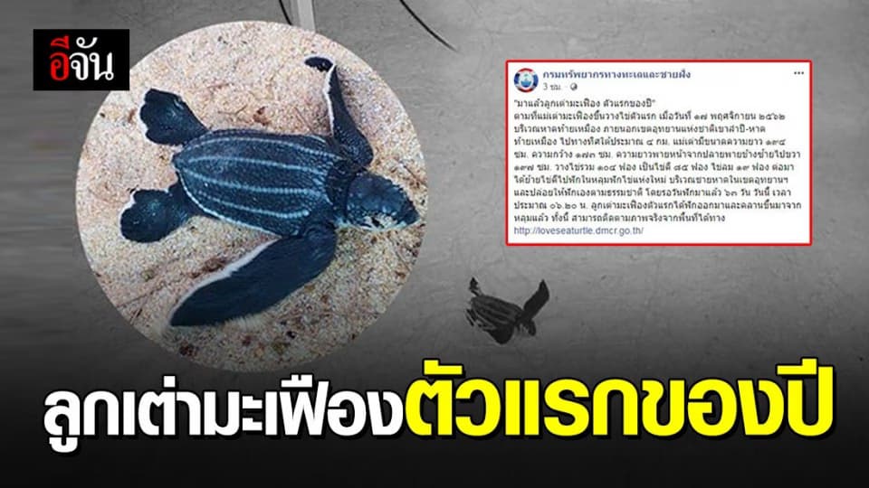 ฟักแล้ว! ลูกเต่ามะเฟืองตัวแรกของปี 2563