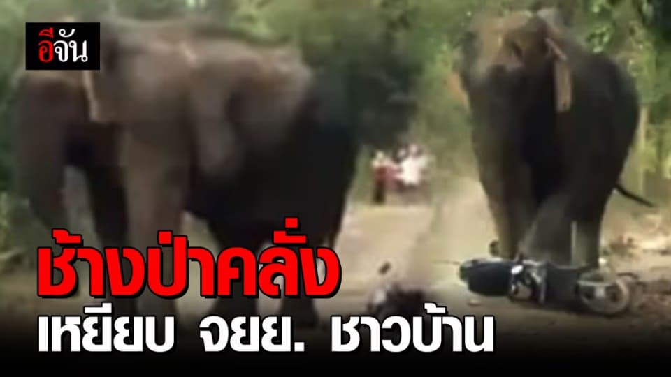 ช้างป่าดงใหญ่คลั่ง ทำลายรถ จยย. ชาวบ้าน