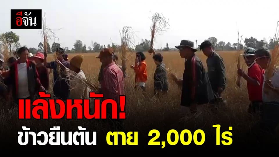 ภัยแล้งทำข้าวนาปี เกษตรกรขอนแก่น ยืนต้นตาย 2 พันไร่