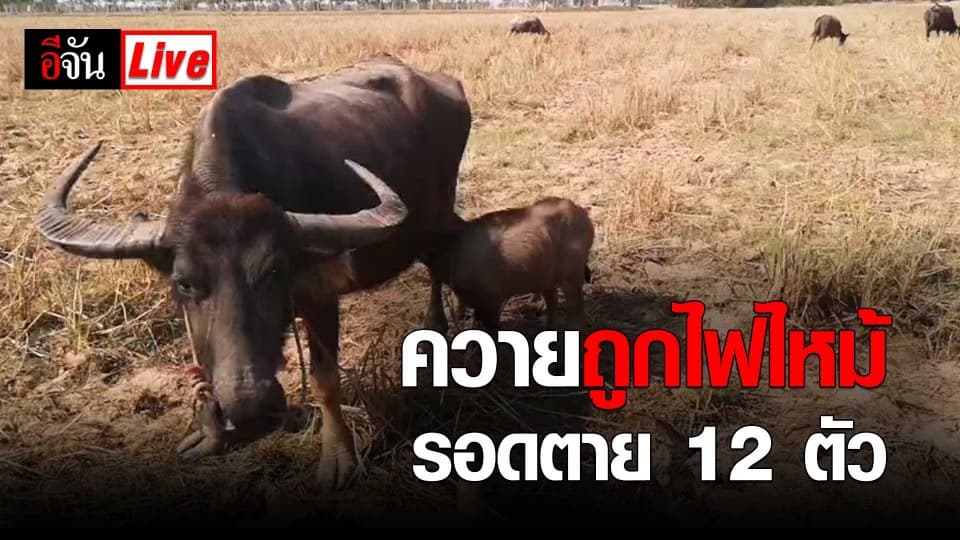 พามาดูอีกรอบ​ ควายถูกไฟไหม้​รอดตาย​ 12​ ตัว​