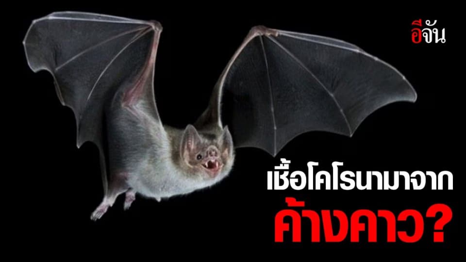 นักวิจัยจีนชี้ แหล่งเชื้อโคโรนา อาจเป็นค้างคาว