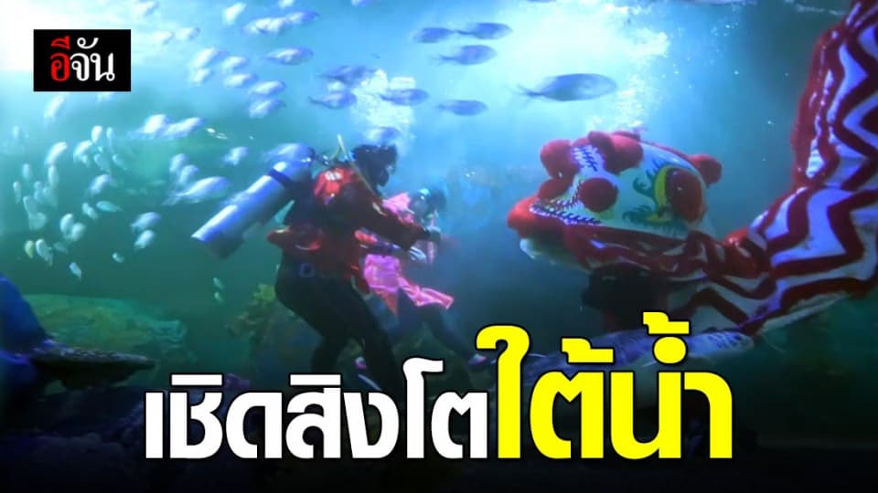 ฮือฮา เชียงใหม่ แสดงเชิดสิงโตใต้น้ำท่ามกลางฝูงปลาฉลาม ต้อนรับตรุษจีน