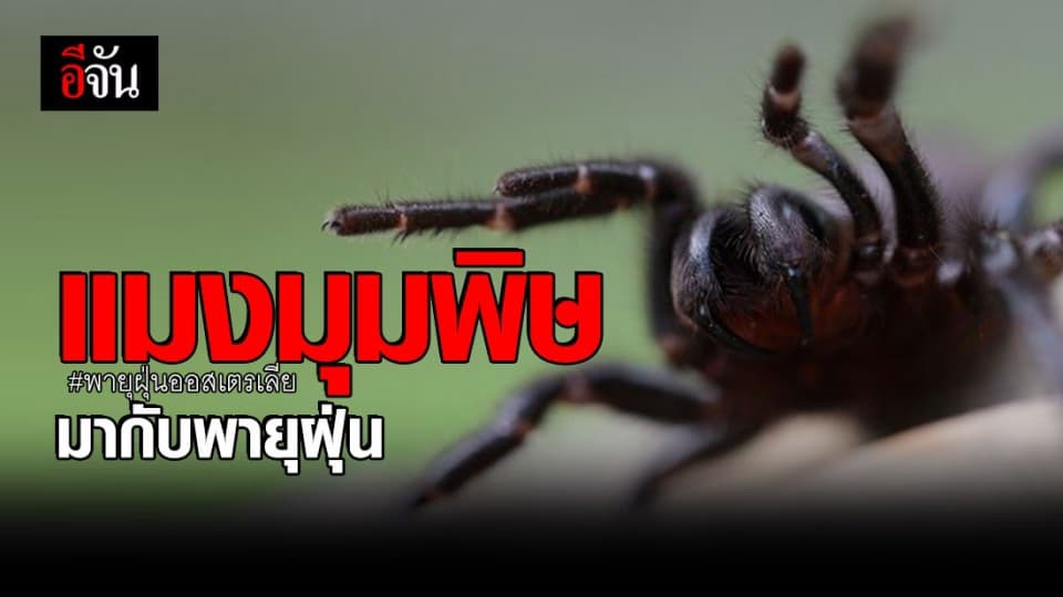 พายุฝุ่นออสเตรเลีย ขยายพันธุ์แมงมุมพิษร้ายที่สุดในโลก