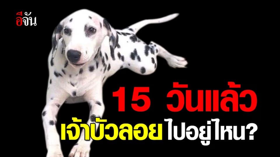 เจ้าของใจสลาย… ตามหา เจ้าบัวลอย สุนัขดัลเมเชียน