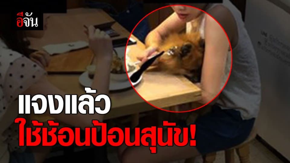 วิจารณ์หนัก สาวใช้ช้อนป้อนขนมหวานสุนัข
