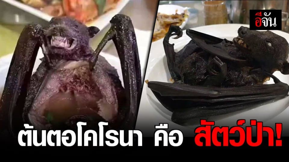 จีนยืนยัน สัตว์ป่าคือต้นตอ ไวรัสโคโรนา สายพันธุ์ใหม่