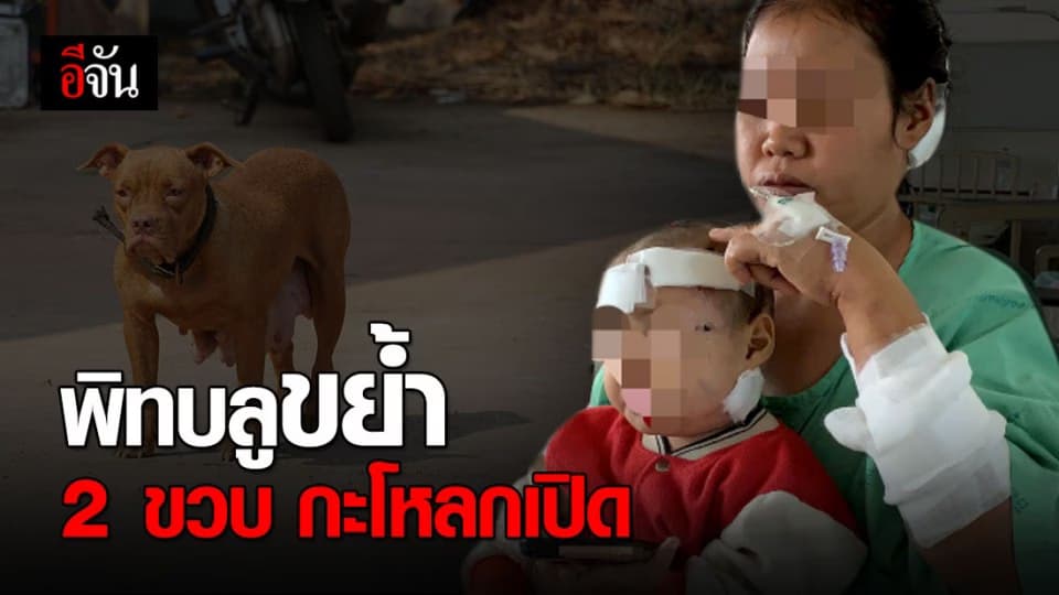 พิทบลูขย้ำ เด็กชายวัย 2 ขวบ กะโหลกเปิด-แผลเหวอะทั้งตัว