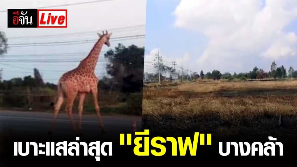 เบาะแสล่าสุด​ “ยีราฟ” บางคล้า
