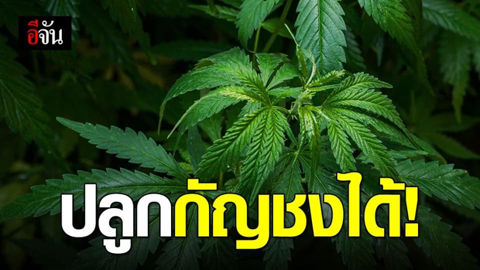 ครม. ไฟเขียว อนุมัติปลูกกัญชง