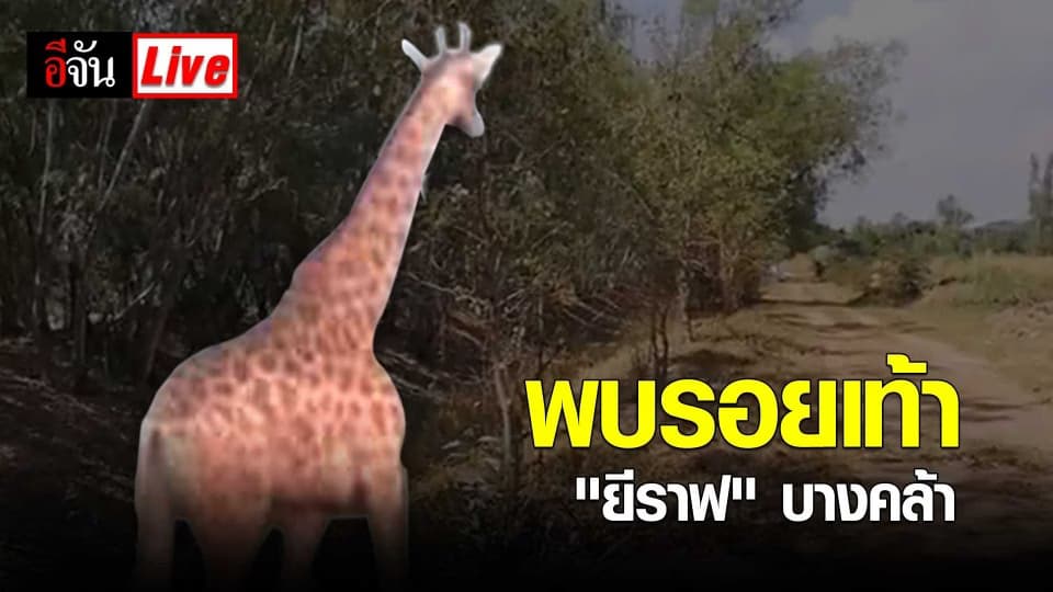 พบรอยเท้ายีราฟ​ในพื้นที่ตำบลเสม็ด​เหนือ​ อำเภอบางคล้า
