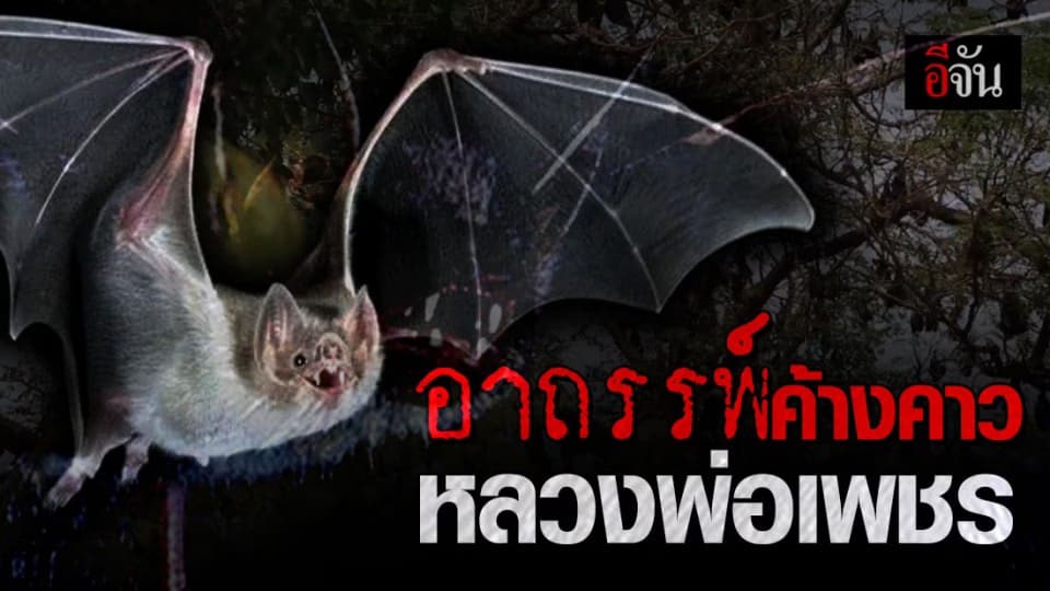 จริงหรือ! ค้างคาวหลวงพ่อเพชรใครทำร้ายต้องมีอันเป็นไป ?