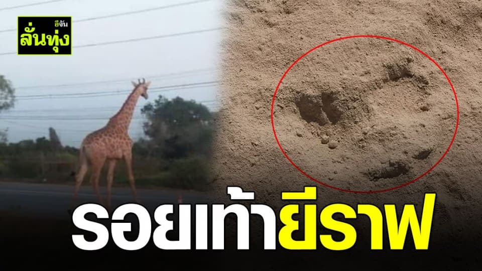 พบรอยเท้ายีราฟ  แต่ยังไร้วี่แวว
