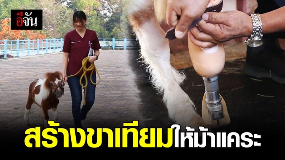 ม.ขอนแก่น ร่วมกันทำขาเทียมม้าชิ้นแรกของประเทศไทย