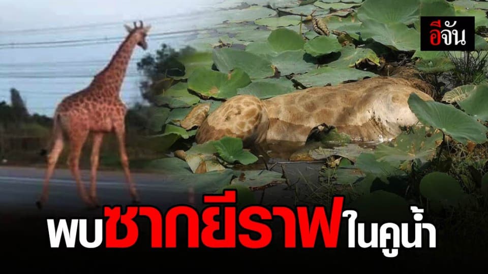 ด่วน! พบซากยีราฟแล้ว นอนเสียชีวิตในคูน้ำ