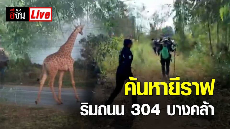 ค้นหายีราฟ ริมถนน 304 บางคล้า