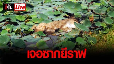 เจอซากยีราฟแล้ว