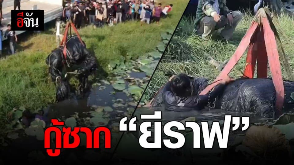 ซากอยู่ไม่ไกลจากจุดยิงยาสลบ